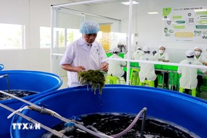 把越南海葡萄推向世界的“带路人”