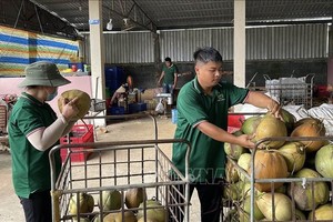 永隆省2025年椰子出口额约达5亿美元。图：越通社