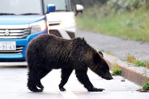 一只棕熊在日本北海道斜里郡斜里町街头。图：朝日新闻