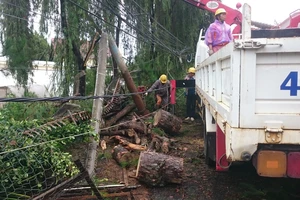 Thông đổ làm gãy trụ điện trên đường Yết Kêu, TP Đà Lạt​