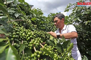 Chăm sóc cà phê Arabica tại Cầu Đất, TP Đà Lạt. Ảnh: ĐOÀN KIÊN