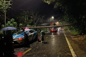 Mưa to, gió lớn, thông đổ vắt ngang đèo Prenn