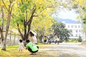 Hoa muồng vàng nở rực trên cao nguyên Di Linh