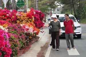 Hoa tết rộn ràng xuống phố Đà Lạt