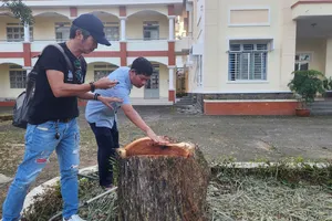 Tự ý chặt cây che bóng mát, Trung tâm giáo dục nghề nghiệp bị xử phạt 40 triệu đồng