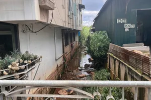 Những dòng suối ở Đà Lạt đang bị “bóp nghẹt”