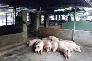 Hàng trăm con heo tại Khánh Hòa chết vì nhiễm bệnh