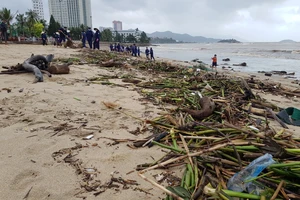 Biển Nha Trang “ngập” rác sau mưa lũ