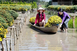 Người trồng hoa kiểng Tết ở Nam bộ rất lo sợ mưa trái mùa