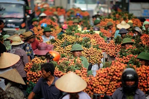 Phủ nhận tin đồn “vải thiều phải đổ bỏ xuống sông”