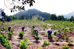 Hơn 28.000 tỷ đồng bảo vệ rừng Tây Nguyên