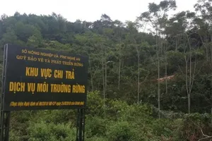 Chuyển gần 2.300 tỷ đồng vào tài khoản của 54.167 chủ rừng