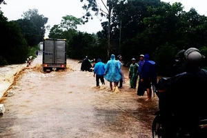 Hơn 52.000ha lúa chưa kịp thu hoạch trước bão số 12