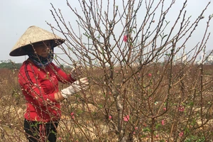 Thời tiết se se lạnh nên năm nay hoa đào ở miền Bắc rất đẹp, không bị nở sớm như năm ngoái. Ảnh: VĂN PHÚC