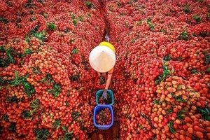 Vừa ngơi bão lại nắng nóng kéo dài nhiều ngày
