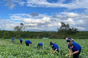 Nhiều loại nông sản ở miền Nam sắp cung vượt cầu