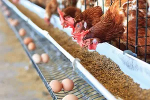 Việt Nam nên tránh phụ thuộc nguyên liệu thức ăn chăn nuôi nước ngoài 
