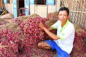 Nhiều nơi đang ùn ứ lượng lớn rau gia vị sau vụ “mì Hảo Hảo”