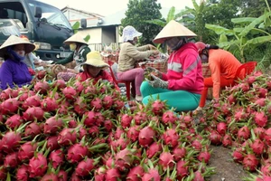 Xuất khẩu thanh long: Tắc đường bộ, chuyển sang đường biển