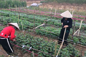 Bảo vệ hoa kiểng Tết Quý Mão trước đợt mưa lớn ở miền Trung