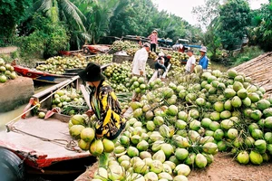 Đàm phán, đưa dừa tươi sang Hoa Kỳ