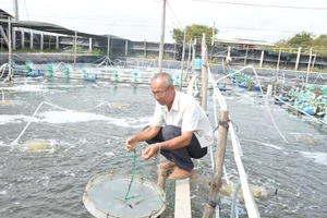 Nuôi tôm thu 140 tỷ đồng - được vinh danh là nông dân xuất sắc năm 2023