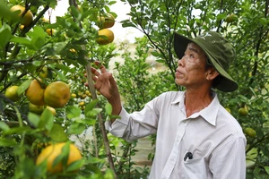 Sơ kết 3 năm hợp tác công - tư, sử dụng thuốc bảo vệ thực vật có trách nhiệm