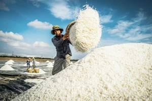 Festival nghề muối Việt Nam: “100 năm di sản nghề muối - đời người”