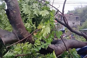 Cây xanh gãy đổ, mái tôn rơi rụng ở tỉnh Tuyên Quang do mưa gió
