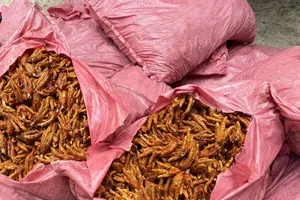 Lạng Sơn: Thu giữ 1,5 tấn chân gà đã chế biến, không rõ nguồn gốc