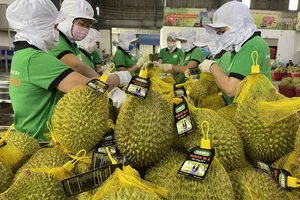 Sầu riêng bị trả về: Ai kiểm soát hàng quay lại thị trường nội địa?