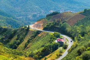 Điện Biên: Sói hoang tấn công gia súc