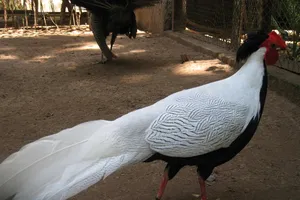 Gà lôi trắng nằm trong nhóm IB quý hiếm