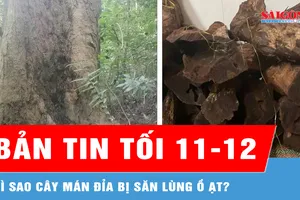 Bản tin tối 11-12: Vì sao cây mán đỉa bị săn lùng ồ ạt?