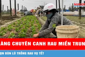 Làng rau Thành Trung 