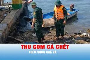 Podcast bản tin 17 giờ 30-12: Huy động lực lượng khẩn trương thu gom cá chết trên sông Chà Và