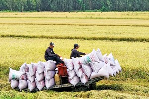 工商部要求各大米出口企业主动寻求新市场，同时积极收购水稻以临时储备。 