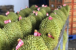 榴梿出口加速，助力蔬果出口趋势强劲复苏。 