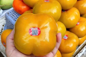 大勒产地的富士柿贴上完整的溯源标签，目前正在胡志明市商店出售。 