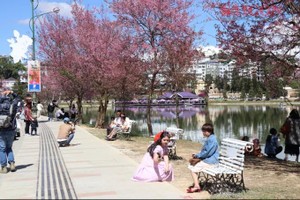 春香湖是种植众多樱花树的区域之一，吸引民众与游客前来参观。 