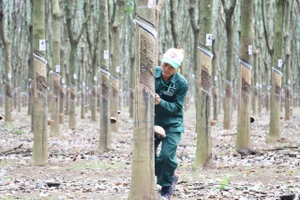 240 công nhân 3 nước Đông Dương dự “Hội thi Bàn tay vàng thu hoạch mủ cao su”