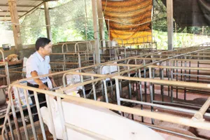 Đồng Nai triển khai giải pháp khẩn cấp phòng, chống dịch tả heo Châu Phi