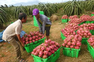 Giá thanh long đang tăng cao kỷ lục