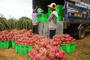 Khan hiếm hàng, giá thanh long tiếp tục lập kỷ lục mới