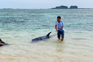 Con cá voi nặng trên 100kg không chịu bơi ra biển mà quay vào bờ nằm chờ chết