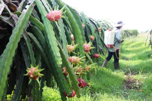 Giá thanh long ở Bình Thuận đang giảm sâu, nông dân thua lỗ nặng