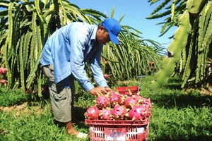 Thanh long tiếp tục là cây trồng lợi thế của Bình Thuận