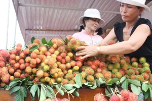 Rambutan price has increased to a record high in the  Mekong Delta (Photo: SGGP)