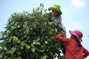 Farmers harvest pepper in the Central Highlands (Photo: SGGP)