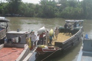Rice bags transported aboard in the Mekong Delta (Photo: SGGP)